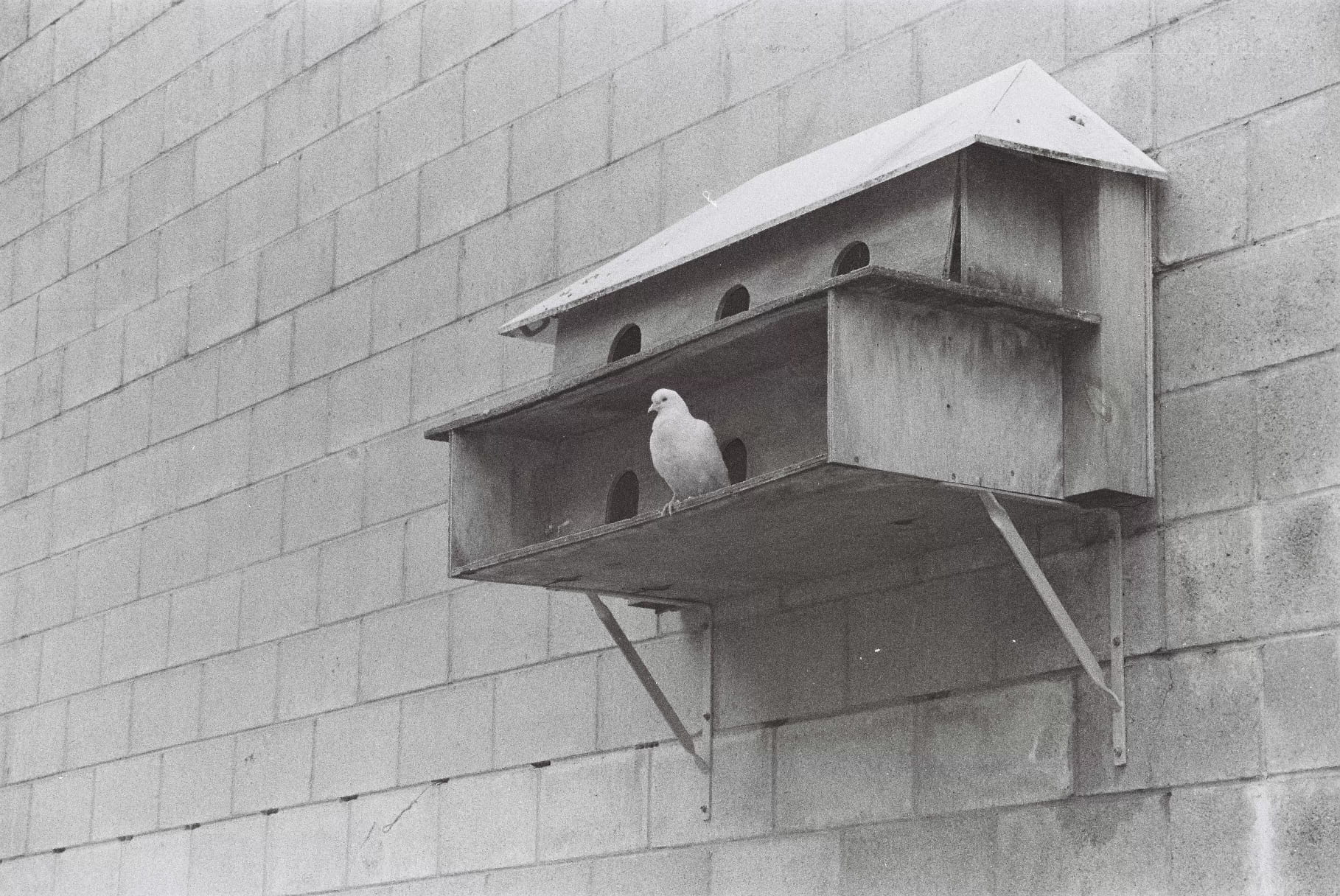 Close up of a bird house, with a bird sitting in it